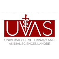 University of Veterinary and Animal Sciences, Pakistan Jobs 2024